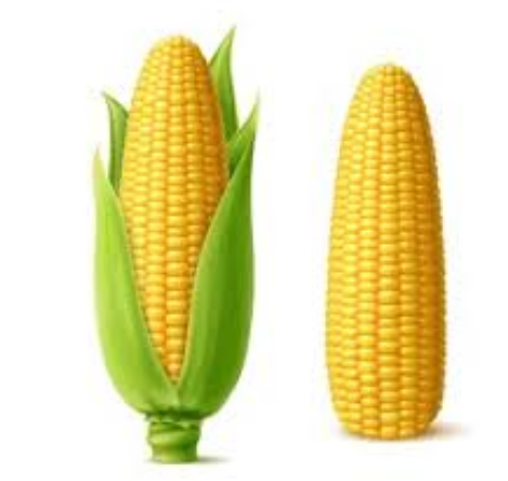 Sweet Corn Cob